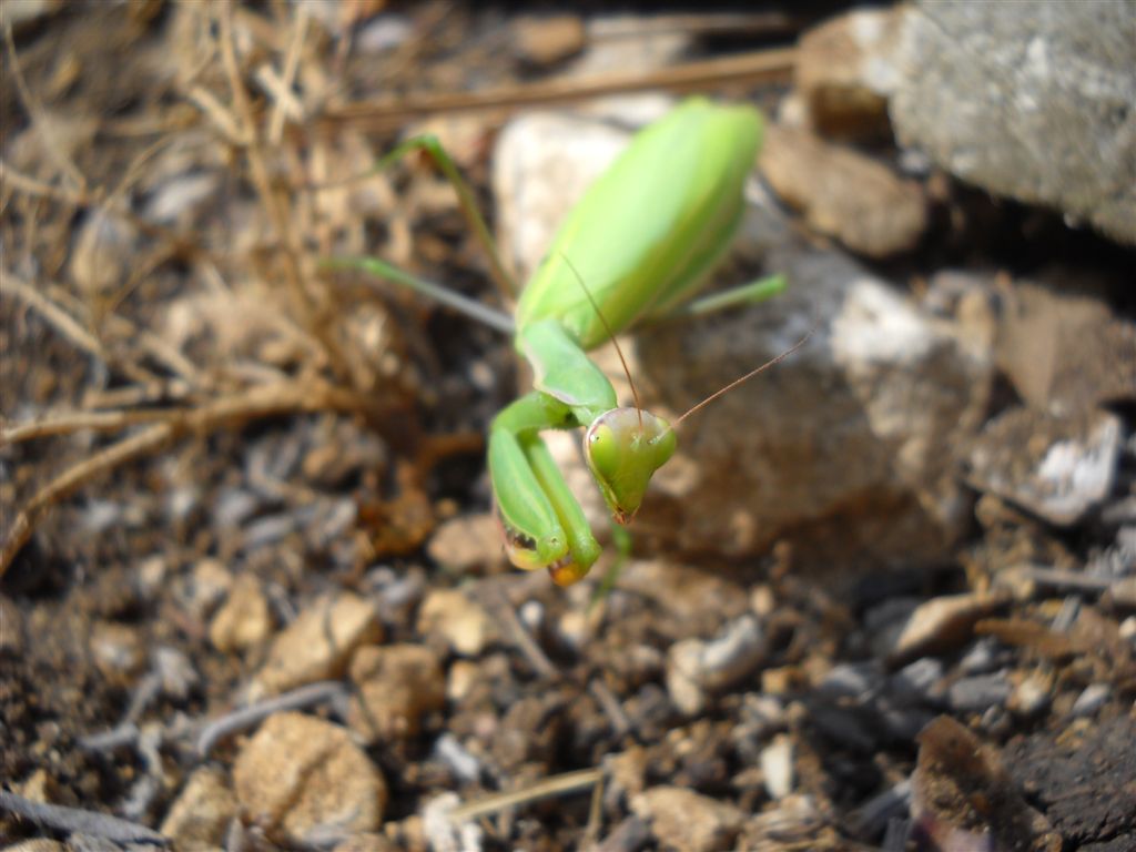 Mantide